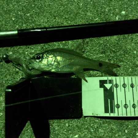 五島でロックフィッシュのライド オン パレード！